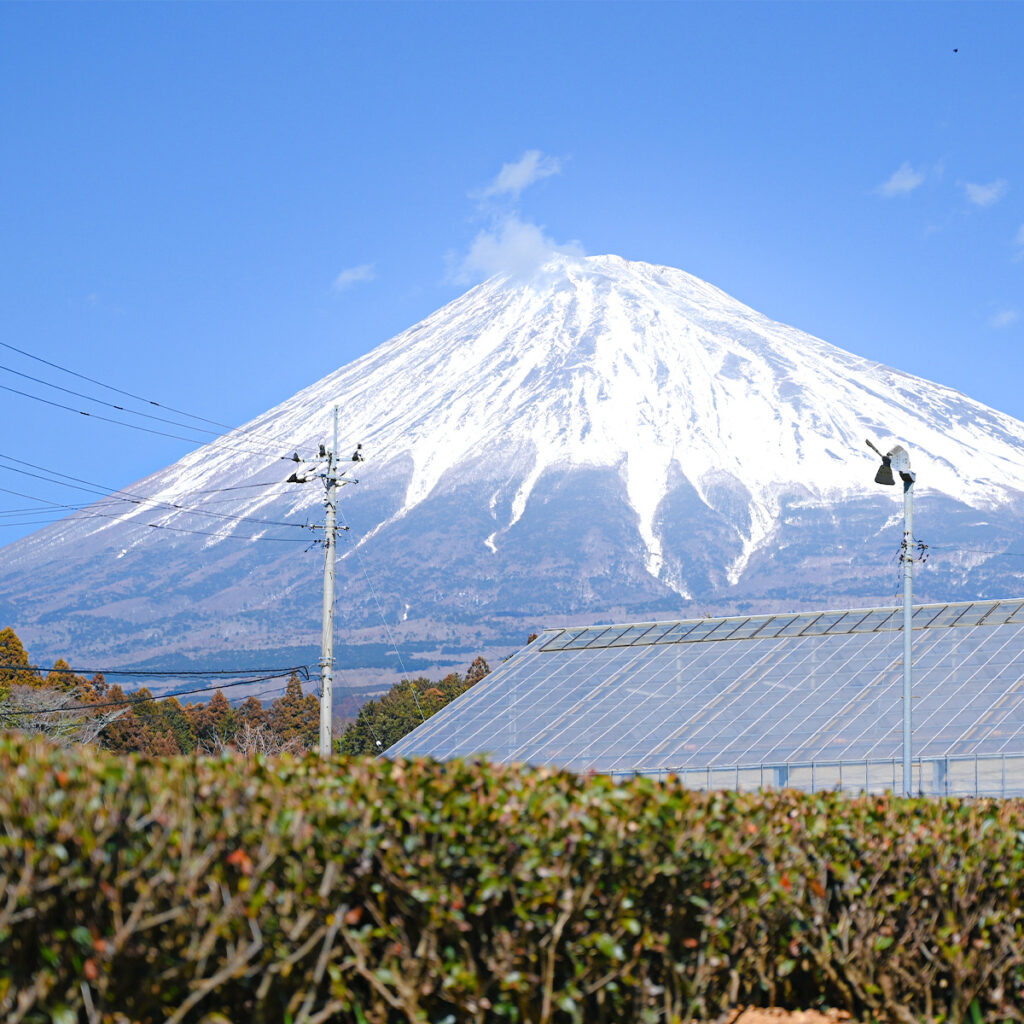 農園から見える富士山