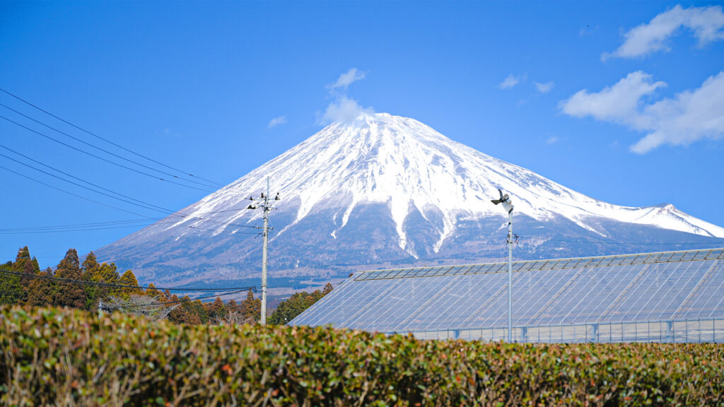 農園から望む富士山